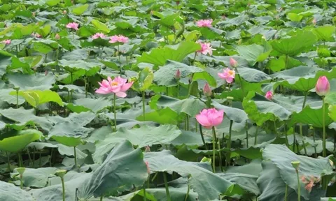 Hà Nội lần đầu tổ chức Lễ hội Sen