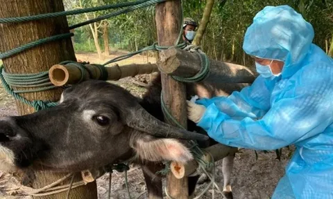 Chú trọng tiêm vaccine phòng bệnh cho đàn vật nuôi
