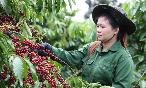 Xuất khẩu cà phê của Việt Nam sang Tây Ban Nha tăng hơn 100% về giá trị