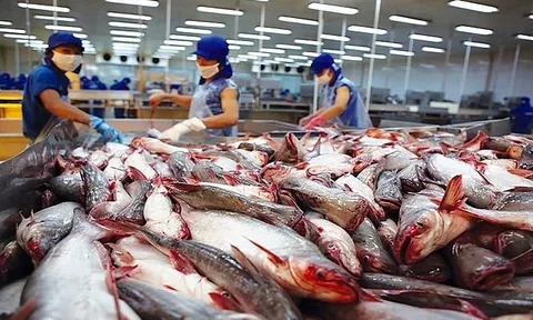 Xuất khẩu cá tra sang EU tăng trưởng không ổn định