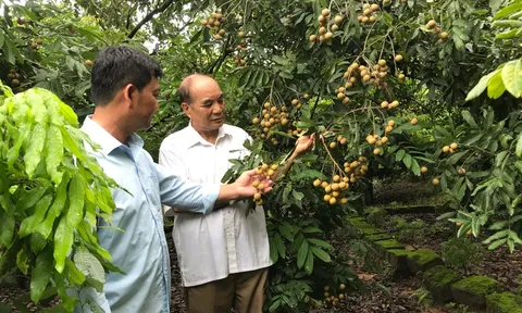 Hải Dương: Người dân vùng trồng nhãn Chí Linh thiệt hại do mất mùa
