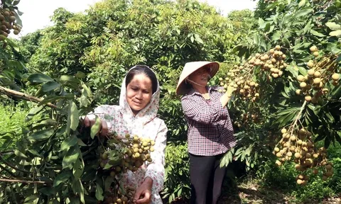 Người dân Hưng Yên phấn khởi vì nhãn đầu vụ được giá dù sản lượng giảm
