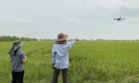 Để phát triển bền vững ngành lúa gạo từ Đề án 1 triệu ha lúa chất lượng cao