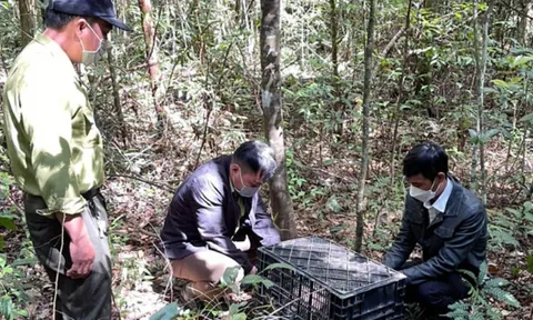 Bắt đối tượng mua bán động vật hoang dã trái phép tại Lâm Đồng