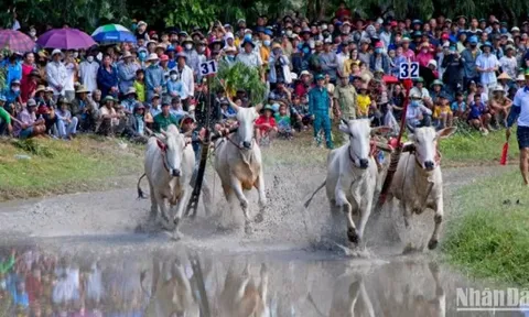 Hào hứng đua bò Bảy Núi An Giang