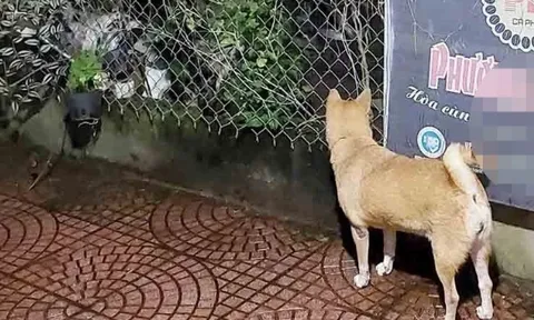 Cháu bé 7 tuổi ở Quảng Nam bị chó cắn dẫn đến tử vong