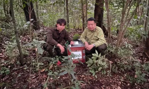 Tái thả thành công 8 cá thể tê tê Java quý hiếm