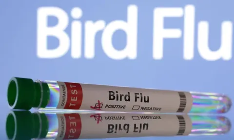 WHO kêu gọi tăng cường giám sát cúm gia cầm H5N1 ở động vật