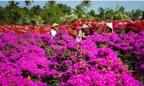 Lễ hội Hoa-Kiểng Chợ Lách dự kiến thu hút khoảng 20 nghìn lượt khách tham quan