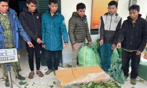 Lai Châu bắt các đối tượng vận chuyển gần 4 tạ sâm nhập lậu