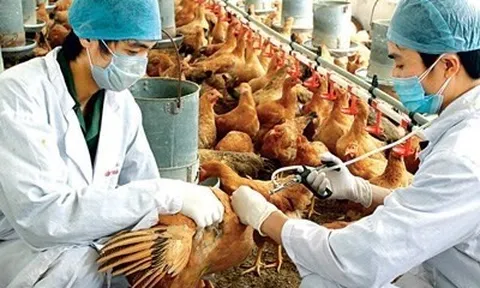 Hà Nội chủ động phòng, chống dịch bệnh cúm gia cầm lây sang người