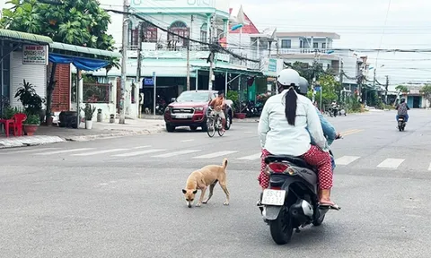 Đừng chủ quan với tính mạng khi bị chó, mèo cào