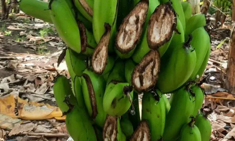 Điều tra vụ việc gần 1.000 buồng chuối bị phá hoại trước ngày thu hoạch