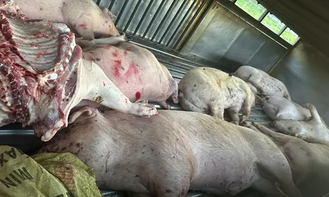 Quảng Trị phát hiện vụ vận chuyển lợn chết ở lò mổ