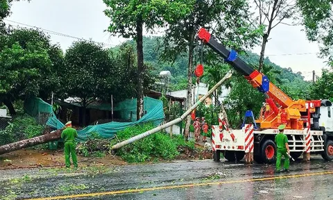 Lâm Đồng: Mưa kèm gió giật mạnh gây ngã đổ nhiều cây xanh