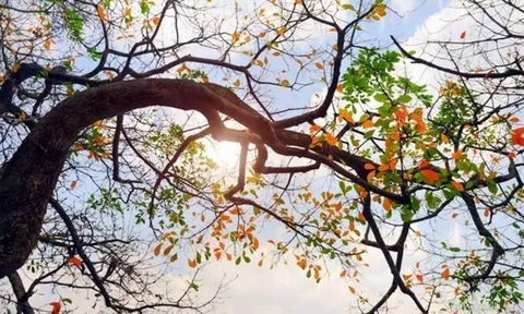 Thời tiết hôm nay (8-7): Bắc Bộ ngày nắng nóng, chiều tối có mưa dông
