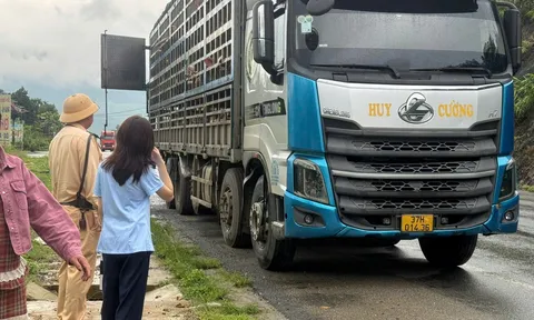 Phú Thọ: Phát hiện và tiêu hủy gần 200 con lợn nhiễm virus Dịch tả lợn Châu Phi