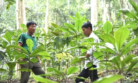 Nâng cao giá trị các dược liệu quý