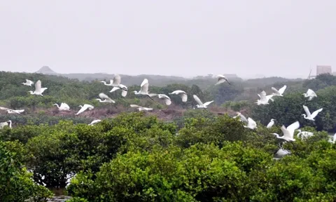 Về rừng ngập mặn Xuân Thủy