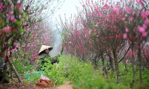 Đề xuất nghỉ Tết Bính Ngọ 9 ngày