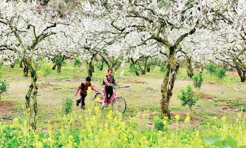 Mộc Châu - Mùa hoa hẹn ước