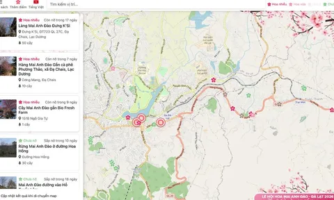 "Săn" hoa mai anh đào Đà Lạt trên bản đồ số