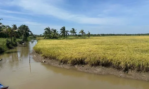 Hướng đi chiến lược của ngành lúa gạo năm 2026