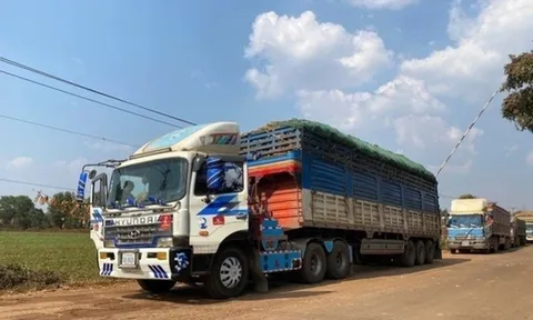 Tháo gỡ vướng mắc trong triển khai Nghị định 46/2026/NĐ-CP về an toàn thực phẩm