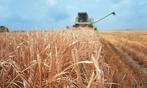 Giá lương thực toàn cầu tăng tháng thứ hai liên tiếp: Áp lực từ năng lượng và xung đột Trung Đông