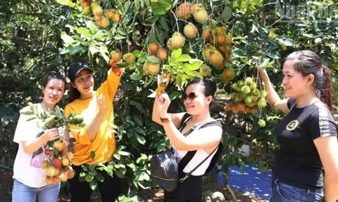 Lâm Sơn mùa quả ngọt