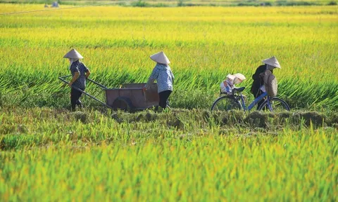 Nghị định mới nâng mức hỗ trợ phí bảo hiểm nông nghiệp lên 95%