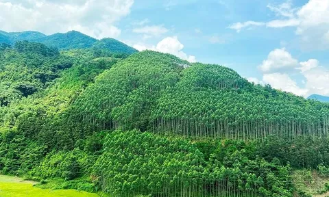 Quy hoạch lâm nghiệp phải thống nhất, sát thực tiễn, bảo đảm sinh kế người dân