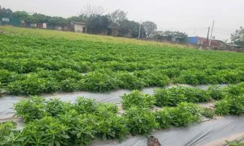 Khảo sát vùng trồng Thổ Sâm Việt Nam, kết nối khoa học, công nghệ với sản xuất