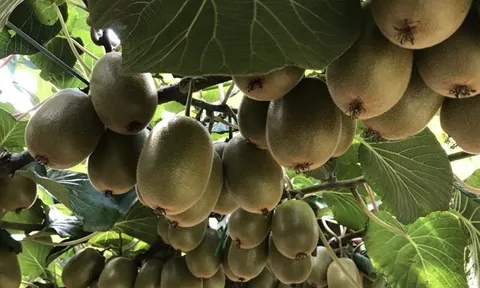 Kiwi châu Âu hướng tới cơ hội tăng trưởng mới tại thị trường châu Á