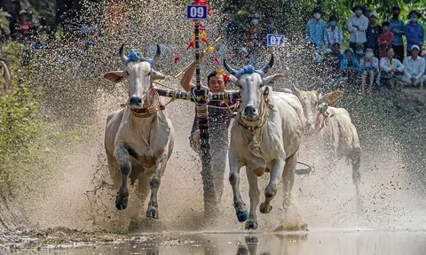 Độc đáo lễ hội đua bò truyền thống của đồng bào Khmer