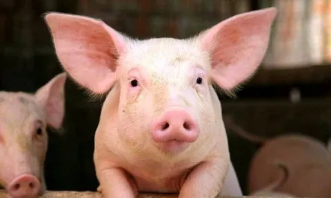Điều gì đang diễn ra tại BAF Việt Nam?