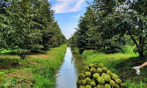 Phó Thủ tướng yêu cầu hạn chế mở rộng diện tích sầu riêng tự phát, siết quản lý vùng trồng