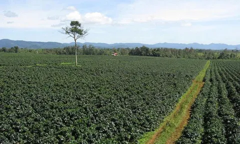 Nông nghiệp Đắk Lắk chuyển hướng nâng cao giá trị, phát triển bền vững