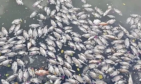 Phú Yên: Thủy sản chết đột ngột, người nuôi thiệt hại gần 2,5 tỷ đồng
