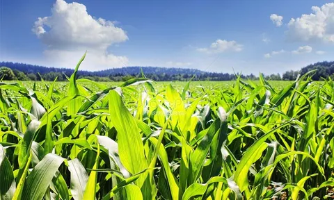 Tăng cường quản lý mã số vùng trồng phục vụ xuất khẩu