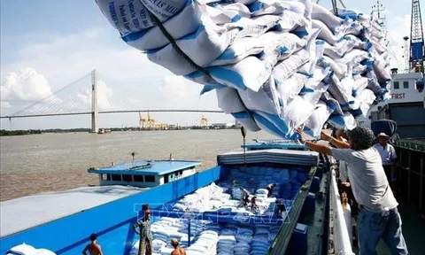 Ấn Độ cấm xuất khẩu gạo, Thủ tướng yêu cầu nghiên cứu tác động đến việc sản xuất và xuất khẩu gạo của Việt Nam