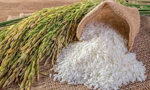 Philippines đứng đầu thị trường nhập khẩu gạo Việt Nam