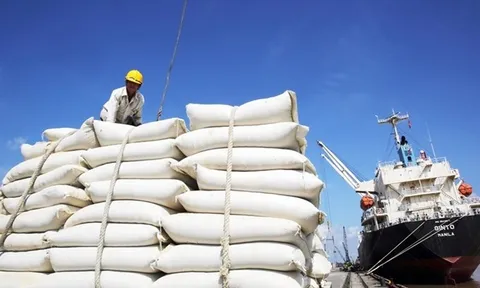 Nhận định cơ hội tăng trưởng mới cho xuất khẩu gạo Việt Nam