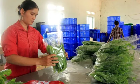 Quản lý chặt chuỗi cung ứng nông sản trên thị trường
