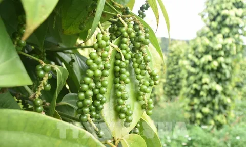 Mang sản phẩm hồ tiêu Việt Nam đến với thị trường Pháp