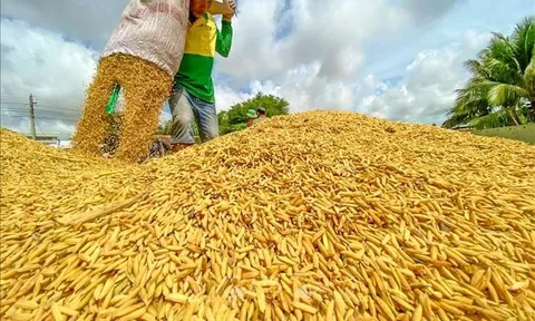 Hiệp hội Lương thực: Giá gạo ở Đồng bằng sông Cửu Long tăng khá tốt