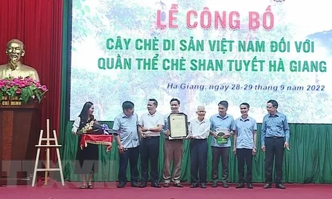 Trên 1.300 cây chè Shan Tuyết được công nhận là Cây Di sản Việt Nam