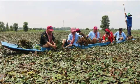 Khai thác tiềm năng du lịch nông nghiệp vùng châu thổ Cửu Long