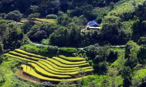 Hình ảnh mùa vàng rực rỡ trên vùng biên Phong Thổ ở tỉnh Lai Châu