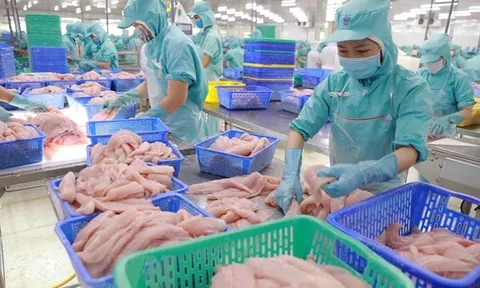 Năng suất cao tạo ra dư địa gia tăng giá trị cho cá tra Việt Nam